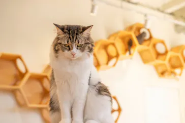 Cat Café MOFF SHIMINT HIROSHIMA店に投稿された画像（2026/3/6）