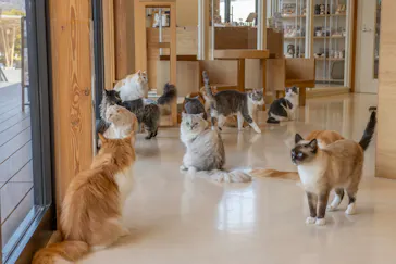 Cat Café MOFF SHIMINT HIROSHIMA店に投稿された画像（2026/3/6）