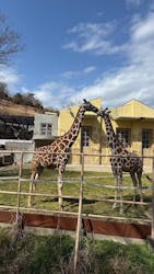 日立市かみね動物園に投稿された画像（2026/3/6）
