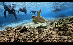 ダイブセンターOKKYに投稿された画像（2026/3/6）