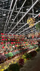 なばなの里に投稿された画像（2026/3/6）