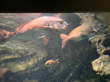 マリンワールド海の中道に投稿された画像（2026/3/6）