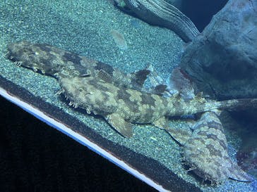 大分マリーンパレス水族館 「うみたまご」に投稿された画像（2026/3/6）