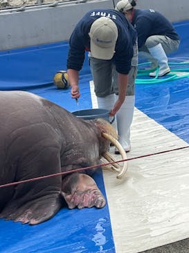 大分マリーンパレス水族館 「うみたまご」に投稿された画像（2026/3/6）