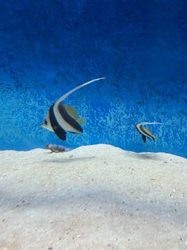 大分マリーンパレス水族館 「うみたまご」に投稿された画像（2026/3/6）