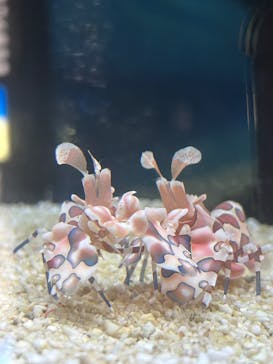 大分マリーンパレス水族館 「うみたまご」に投稿された画像（2026/3/6）