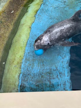 大分マリーンパレス水族館 「うみたまご」に投稿された画像（2026/3/6）