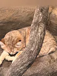 こども動物自然公園（埼玉県公園緑地協会）に投稿された画像（2026/3/6）