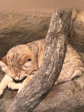 こども動物自然公園（埼玉県公園緑地協会）に投稿された画像（2026/3/6）