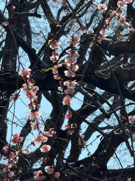 偕楽園本園に投稿された画像（2026/3/6）