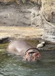 天王寺動物園に投稿された画像（2026/3/6）