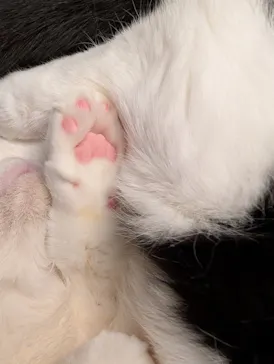 猫カフェモカ　池袋東口店に投稿された画像（2026/3/6）