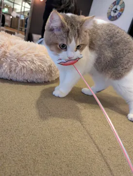 猫カフェモカ　池袋東口店に投稿された画像（2026/3/6）