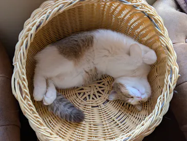 猫カフェモカ　池袋東口店に投稿された画像（2026/3/6）