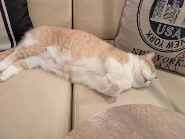 猫カフェモカ　池袋東口店に投稿された画像（2026/3/6）