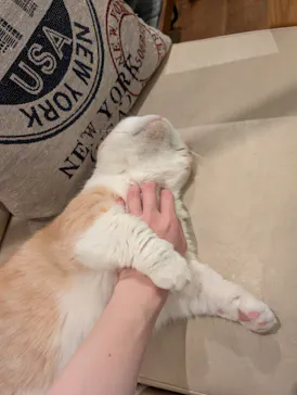 猫カフェモカ　池袋東口店に投稿された画像（2026/3/6）