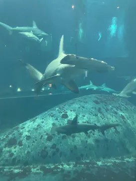 葛西臨海水族園に投稿された画像（2026/3/7）