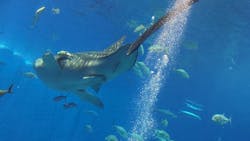 沖縄美ら海水族館に投稿された画像（2026/3/7）