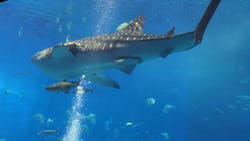 沖縄美ら海水族館に投稿された画像（2026/3/7）