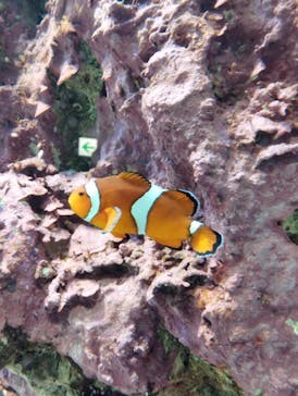 サンシャイン水族館に投稿された画像（2026/3/7）