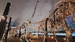 福井県立恐竜博物館に投稿された画像（2026/3/7）