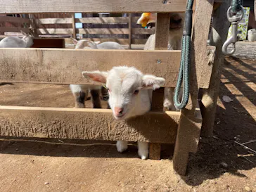 ダチョウ王国石岡ファームに投稿された画像（2026/3/7）