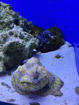 幼魚水族館に投稿された画像（2026/3/7）