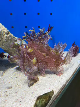 幼魚水族館に投稿された画像（2026/3/7）