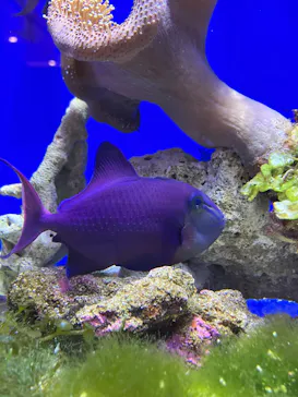 幼魚水族館に投稿された画像（2026/3/7）