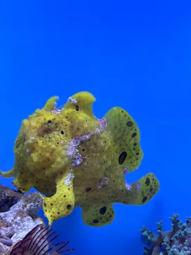 幼魚水族館に投稿された画像（2026/3/7）