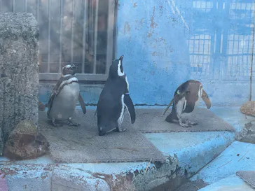 宇都宮動物園に投稿された画像（2026/3/7）
