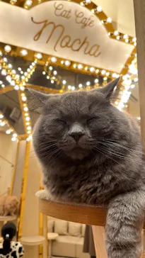 猫カフェモカ　イオンモール筑紫野店に投稿された画像（2026/3/7）