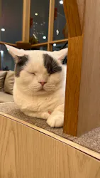 猫カフェモカ　イオンモール筑紫野店に投稿された画像（2026/3/7）