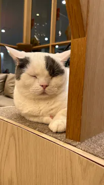 猫カフェモカ　イオンモール筑紫野店に投稿された画像（2026/3/7）