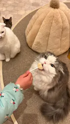 猫カフェモカ　イオンモール筑紫野店に投稿された画像（2026/3/7）