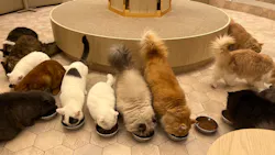 猫カフェモカ　イオンモール筑紫野店に投稿された画像（2026/3/7）