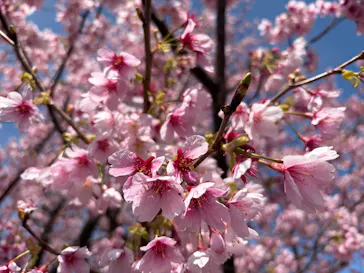 伊豆ぐらんぱる公園に投稿された画像（2026/3/7）