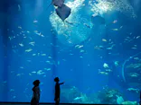 アクアワールド茨城県大洗水族館に投稿された画像（2026/3/7）