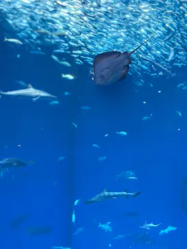 アクアワールド茨城県大洗水族館に投稿された画像（2026/3/7）