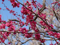 偕楽園本園に投稿された画像（2026/3/7）