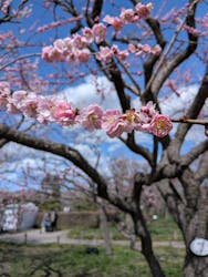 偕楽園本園に投稿された画像（2026/3/7）