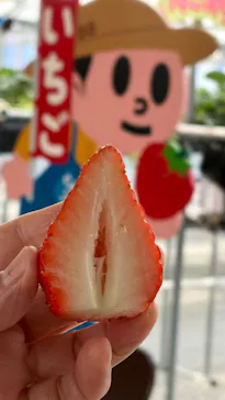 とよさんファームいちご園に投稿された画像（2026/3/7）