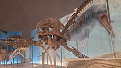 福井県立恐竜博物館に投稿された画像（2026/3/7）