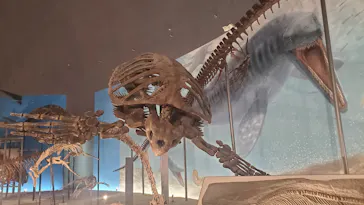 福井県立恐竜博物館に投稿された画像（2026/3/7）