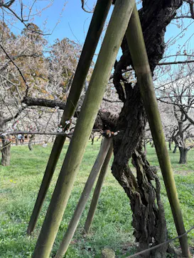 偕楽園本園に投稿された画像（2026/3/7）