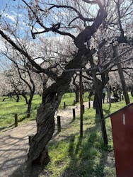 偕楽園本園に投稿された画像（2026/3/7）