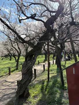 偕楽園本園に投稿された画像（2026/3/7）