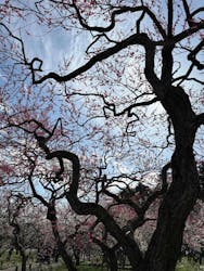 偕楽園本園に投稿された画像（2026/3/7）