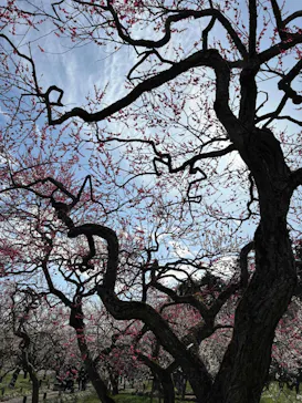 偕楽園本園に投稿された画像（2026/3/7）