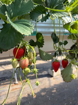 果実の里 原田農園に投稿された画像（2026/3/7）
